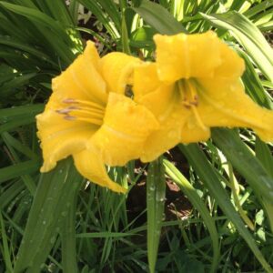 Лилейник бордюрный Стелла Де Оро