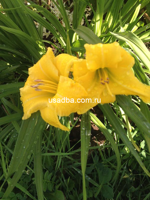 Лилейник бордюрный Стелла Де Оро