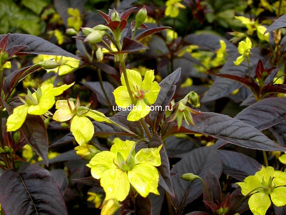 Вербейник пурпурный