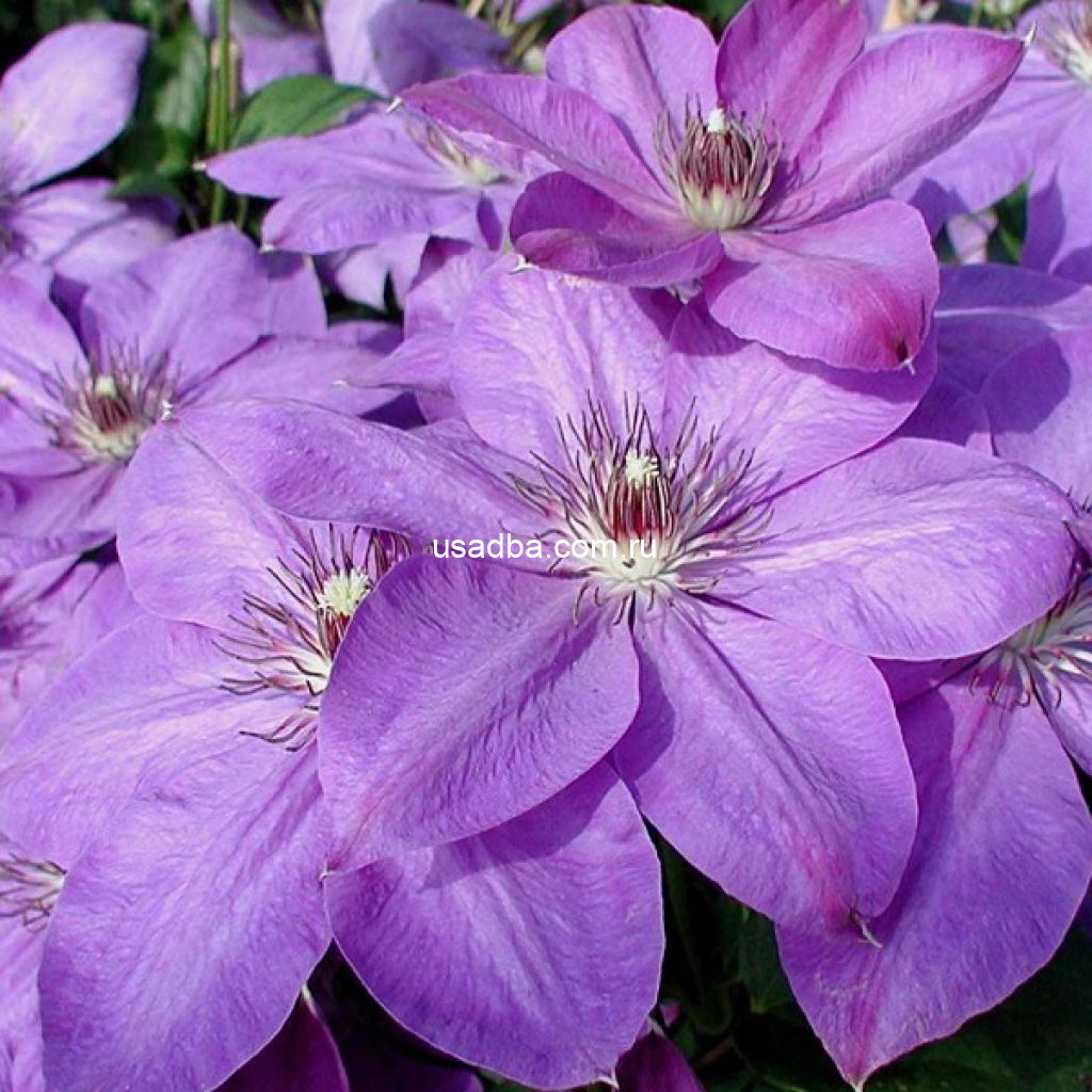 Клематис Ксеркс Xerxes — изображение 2