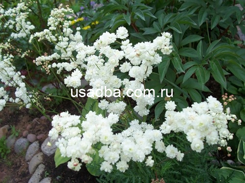 Лабазник белый Плена — изображение 2