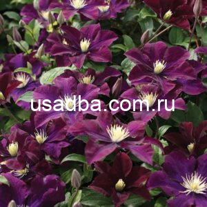 Клематис Warszawska Nike