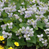 Фиалка мотыльковая Viola cucullata Freckles — изображение 2