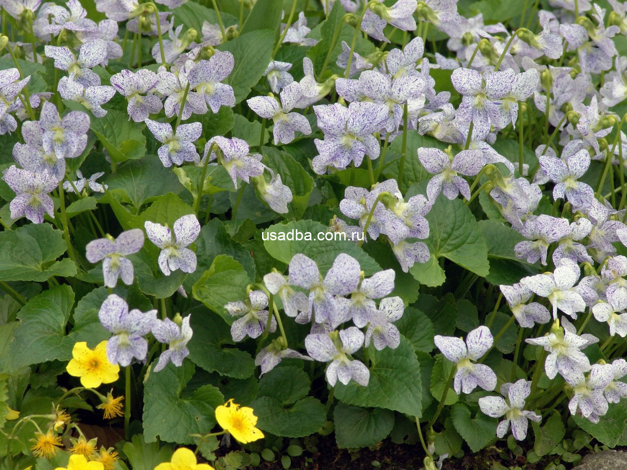 Фиалка мотыльковая Viola cucullata Freckles — изображение 2