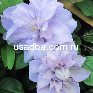 Клематис Люис Роу Louise Rowe