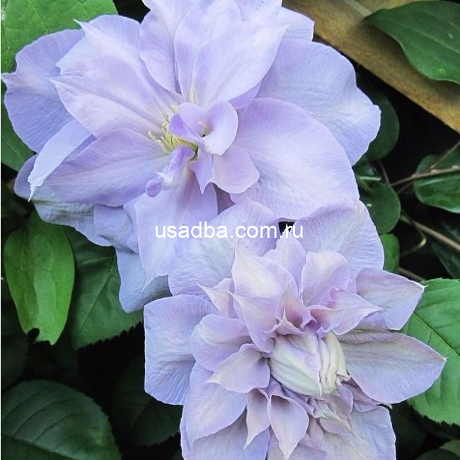 Клематис Люис Роу Louise Rowe