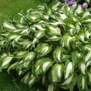 Хоста волнистая Медиовариегата Hosta Undulata Mediovariegata