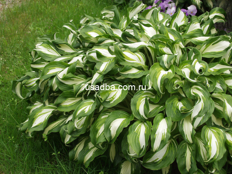 Хоста волнистая Медиовариегата Hosta Undulata Mediovariegata