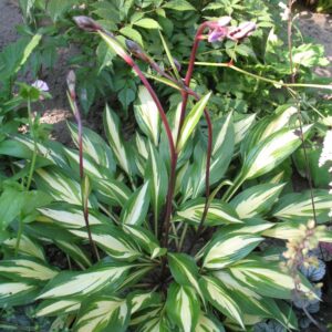 Хоста гибридная Черри Берри Hosta Cherry Berry