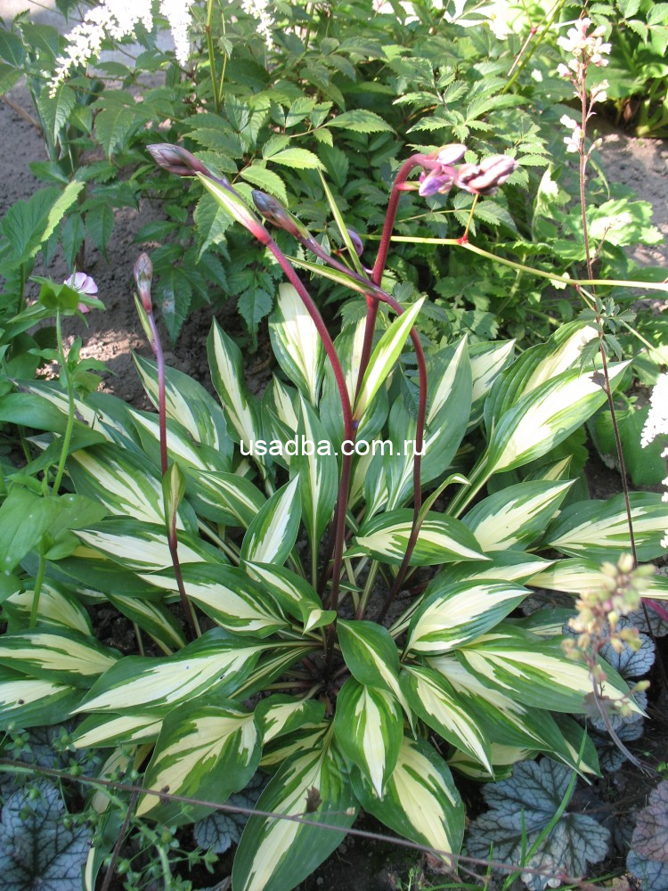 Хоста гибридная Черри Берри Hosta Cherry Berry