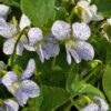 Фиалка мотыльковая Viola cucullata Freckles