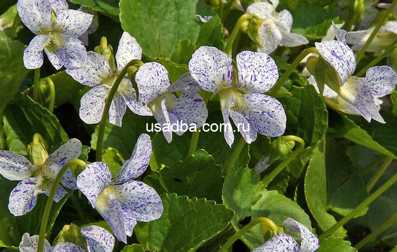 Фиалка мотыльковая Viola cucullata Freckles