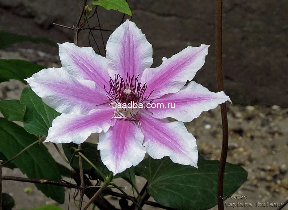 Клематис Капитан Туллекс Capitaine Thuilleaux — изображение 2