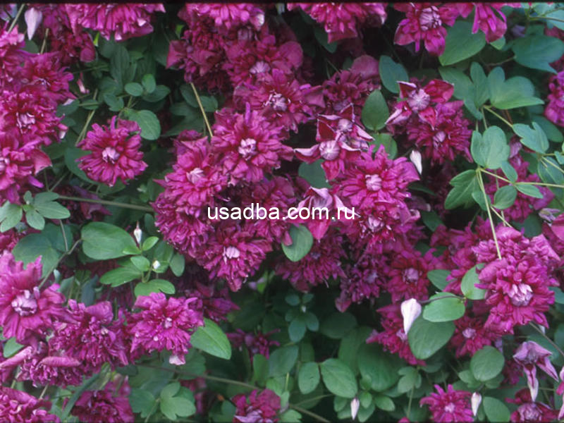 Клематис Пурпуреа Плена Элегаанс Purpurea Plena Elegans — изображение 2