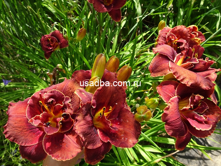 Лилейник Найт Эмберс — изображение 2