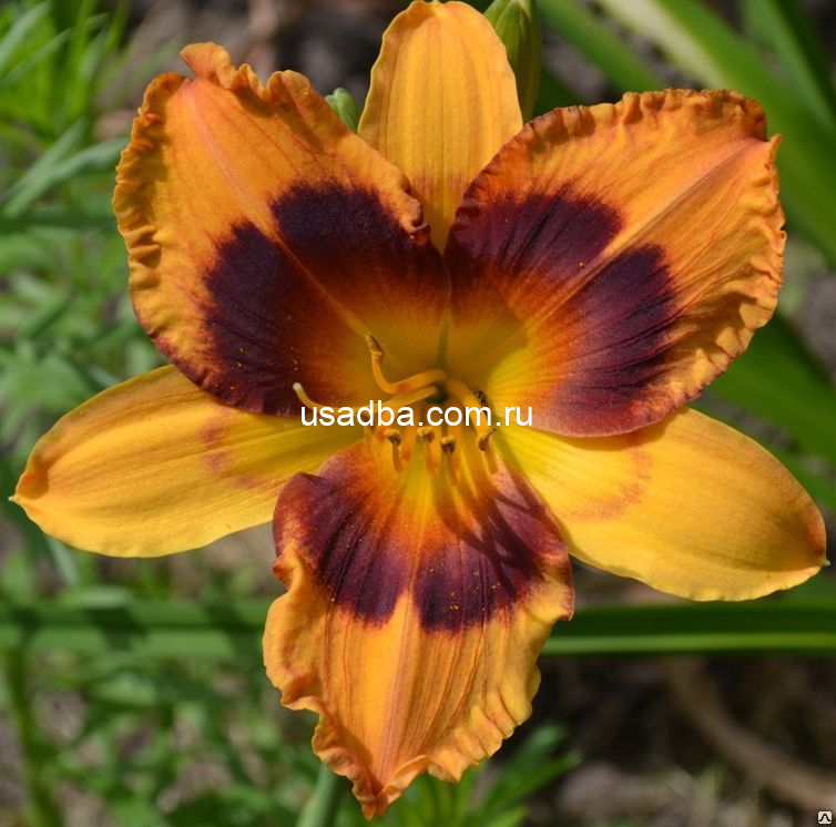 Лилейник Радиант Гритинс — изображение 2