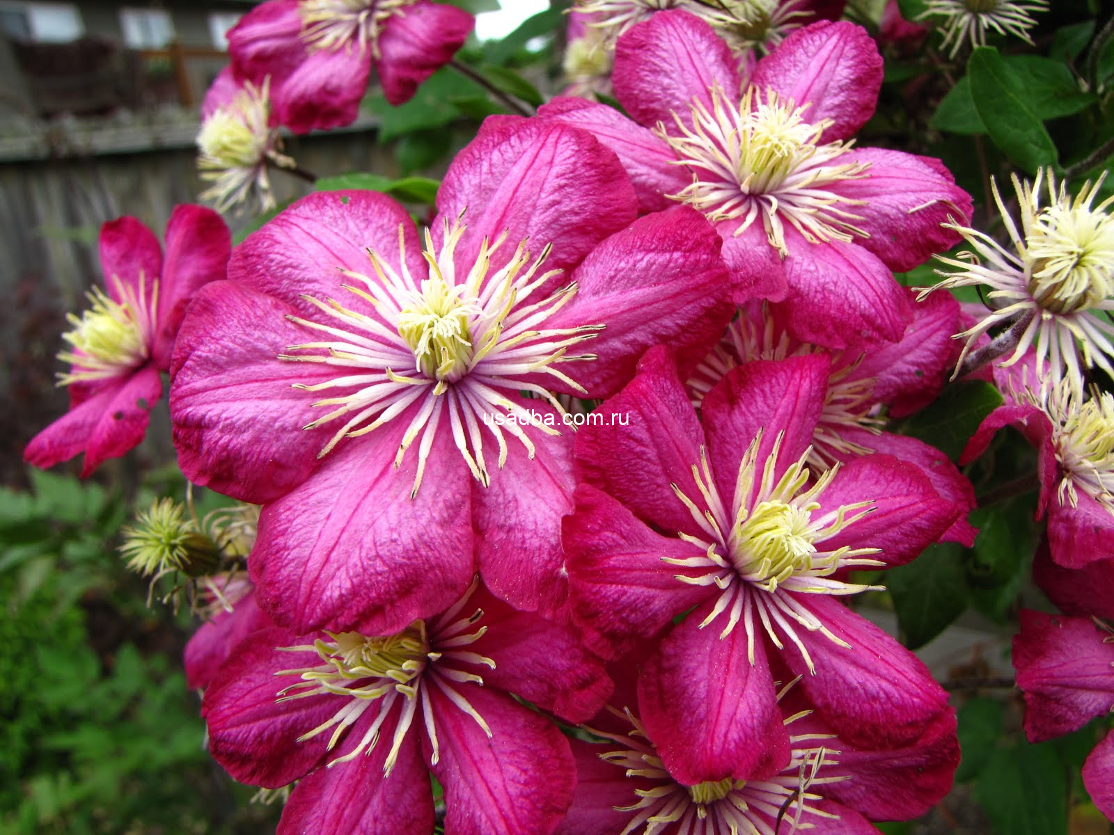 Клематис Вилл Де Лион Ville de Lyon