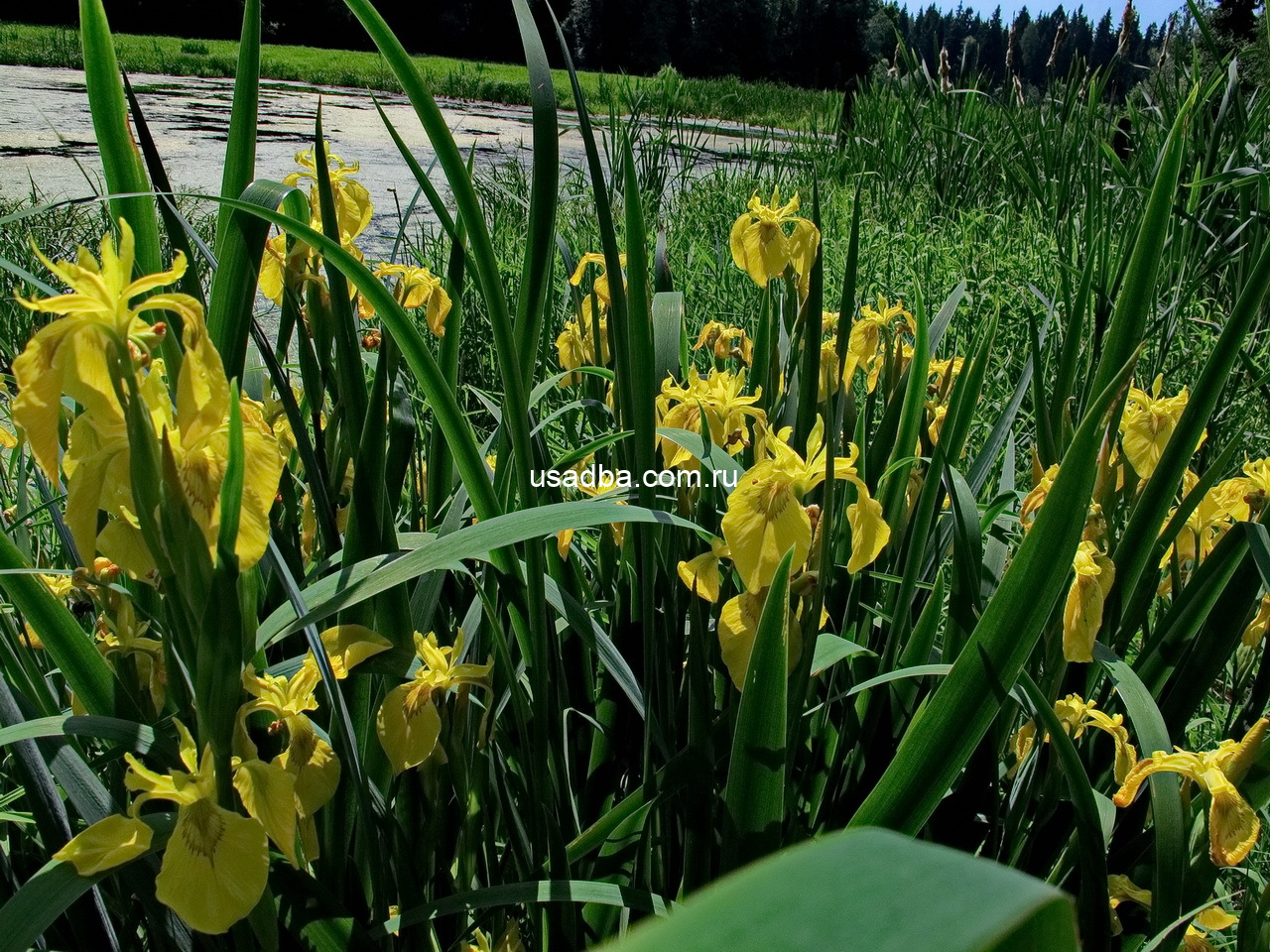 Ирис желтый водный — изображение 2