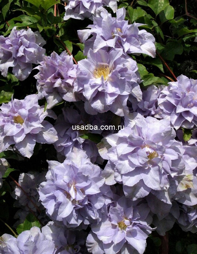 Клематис Люис Роу Louise Rowe — изображение 2