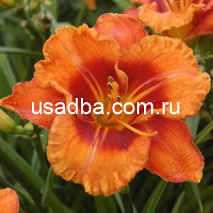 Лилейник Тайгер Tigger