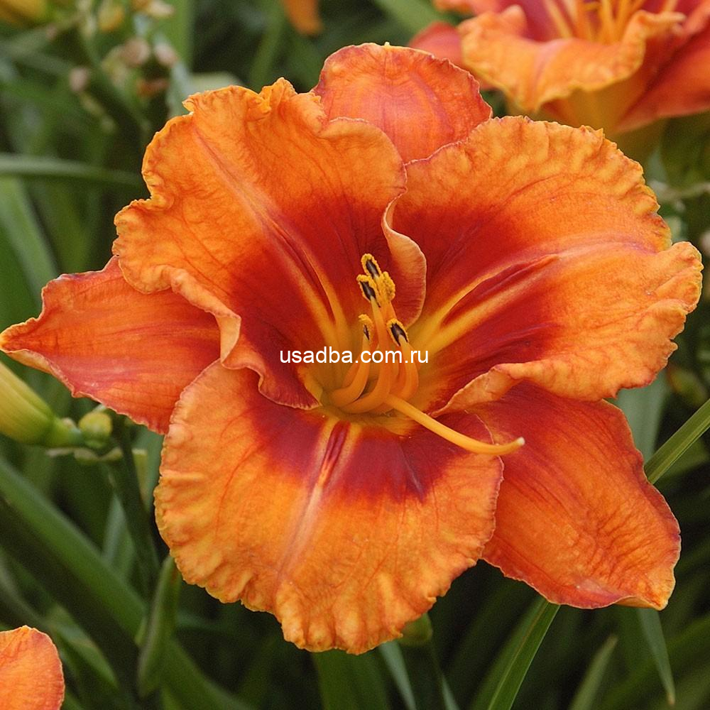 Лилейник Тайгер Tigger