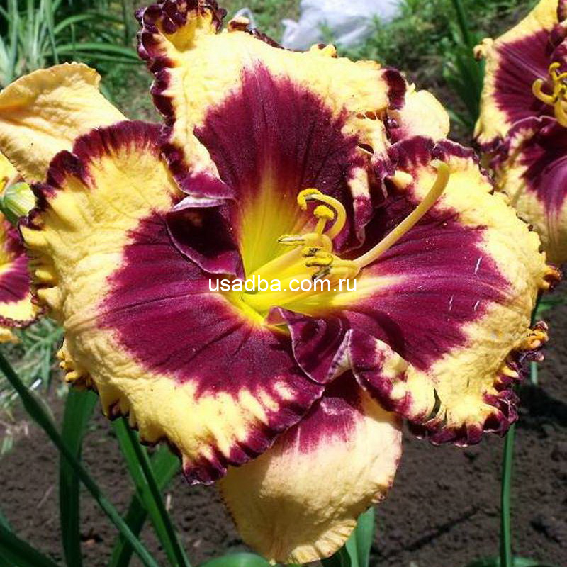 Лилейник Калико Джек