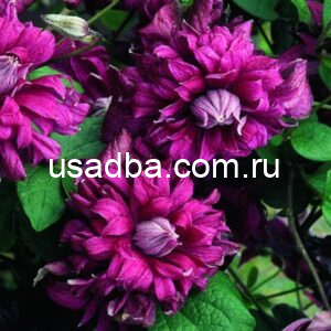 Клематис Пурпуреа Плена Элегаанс Purpurea Plena Elegans