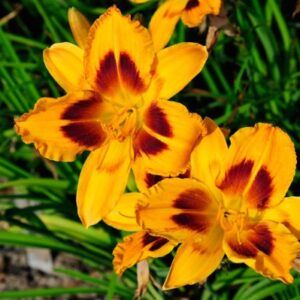 Лилейник Радиант Гритинс