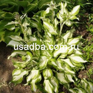 Хоста волнистая Унивитата Hosta undulata Univittata