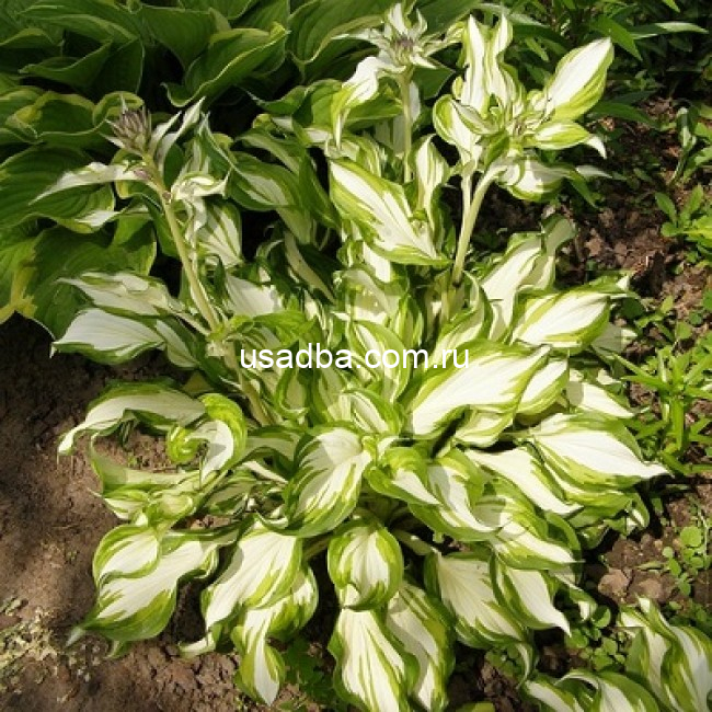 Хоста волнистая Унивитата Hosta undulata Univittata