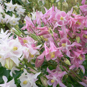 Аквелегия смесь