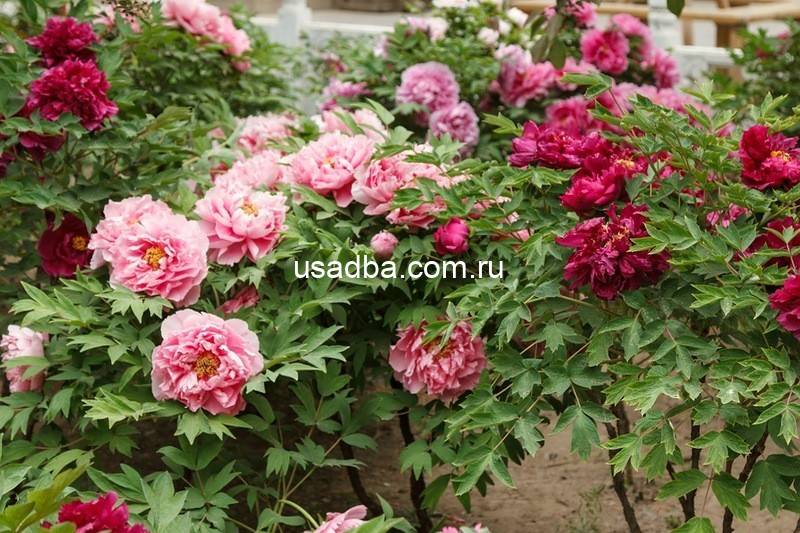 Пион древовидный