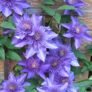 Клематис Мульти Блю Multi Blue