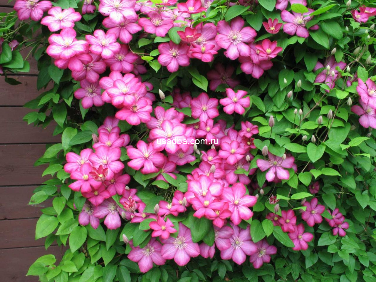 Клематис Вилл Де Лион Ville de Lyon — изображение 2