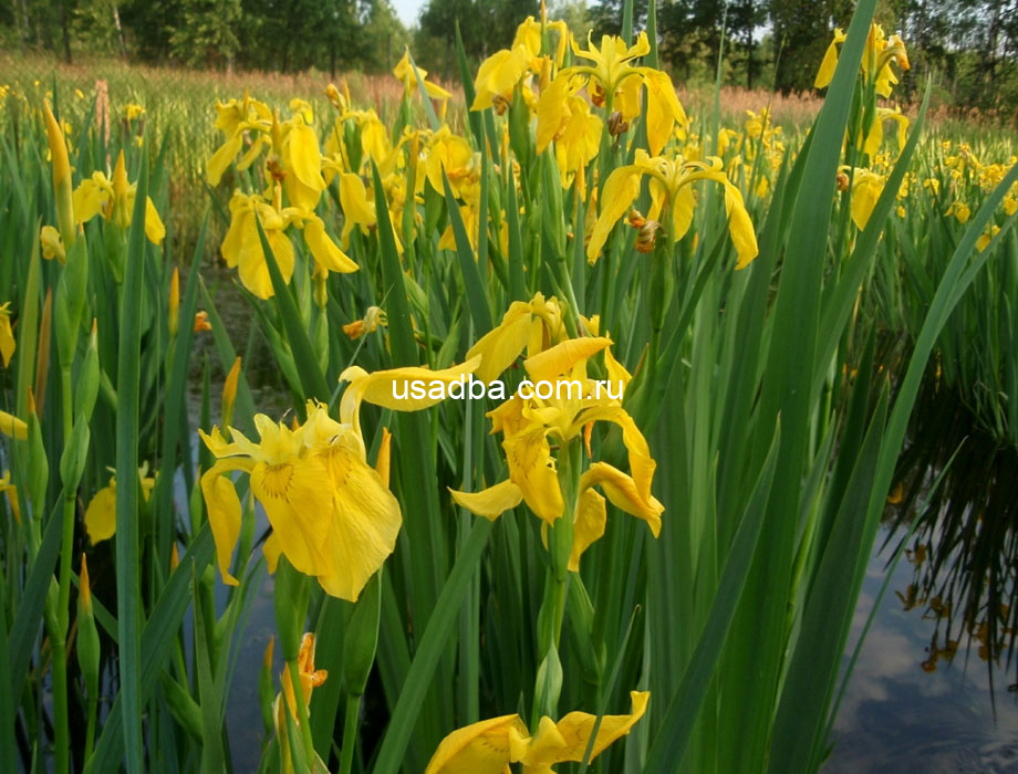 Ирис желтый водный