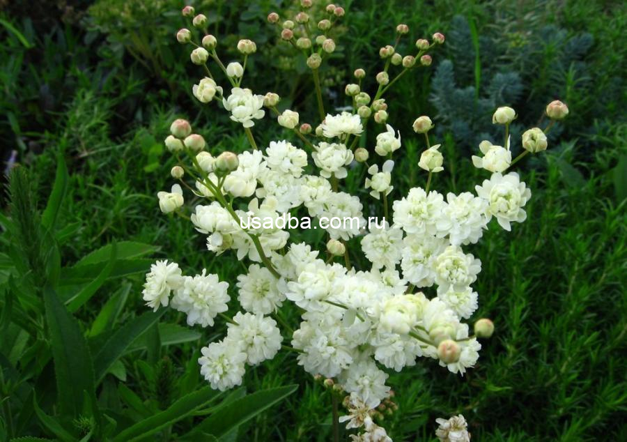 Лабазник белый Плена