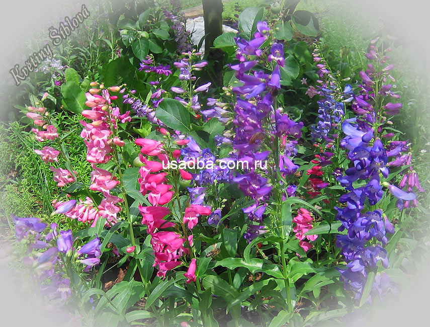 Панстемон — изображение 2