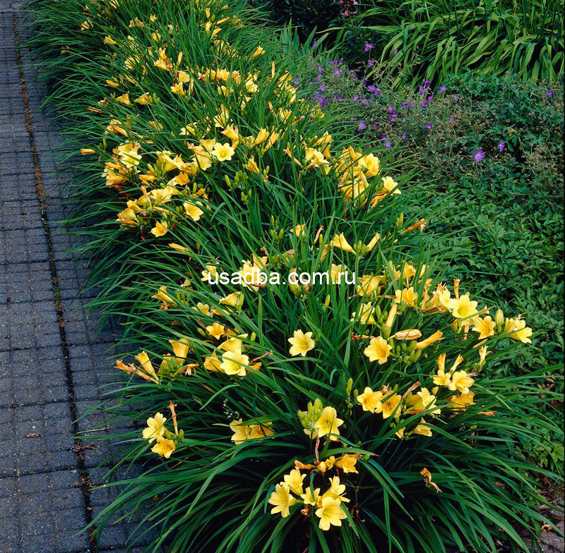 Лилейник бордюрный Стелла Де Оро — изображение 2