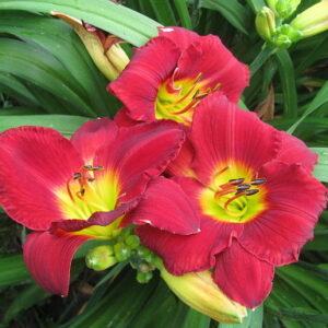 Лилейник Скарлет Орбит