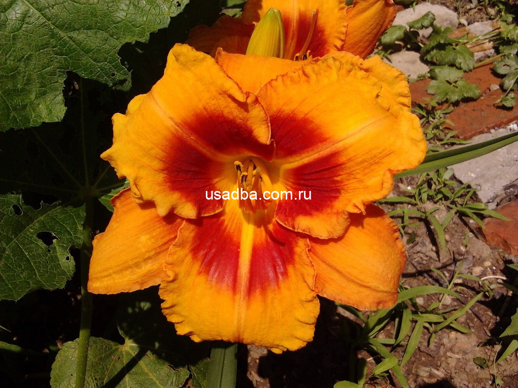 Лилейник Тайгер Tigger — изображение 2