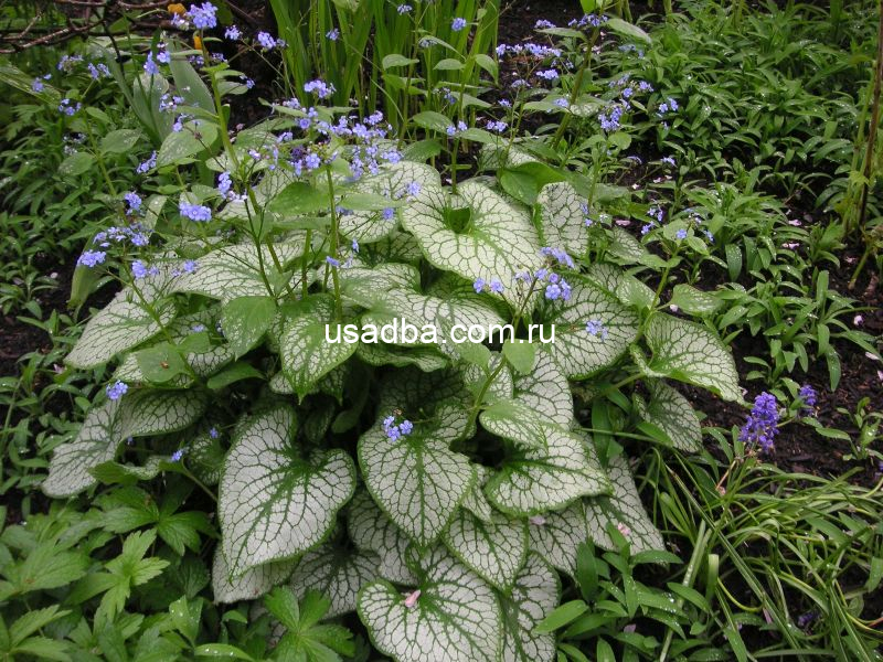 Брунерра Джек Фрост