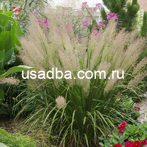 Вейник коротковолосистый — изображение 2