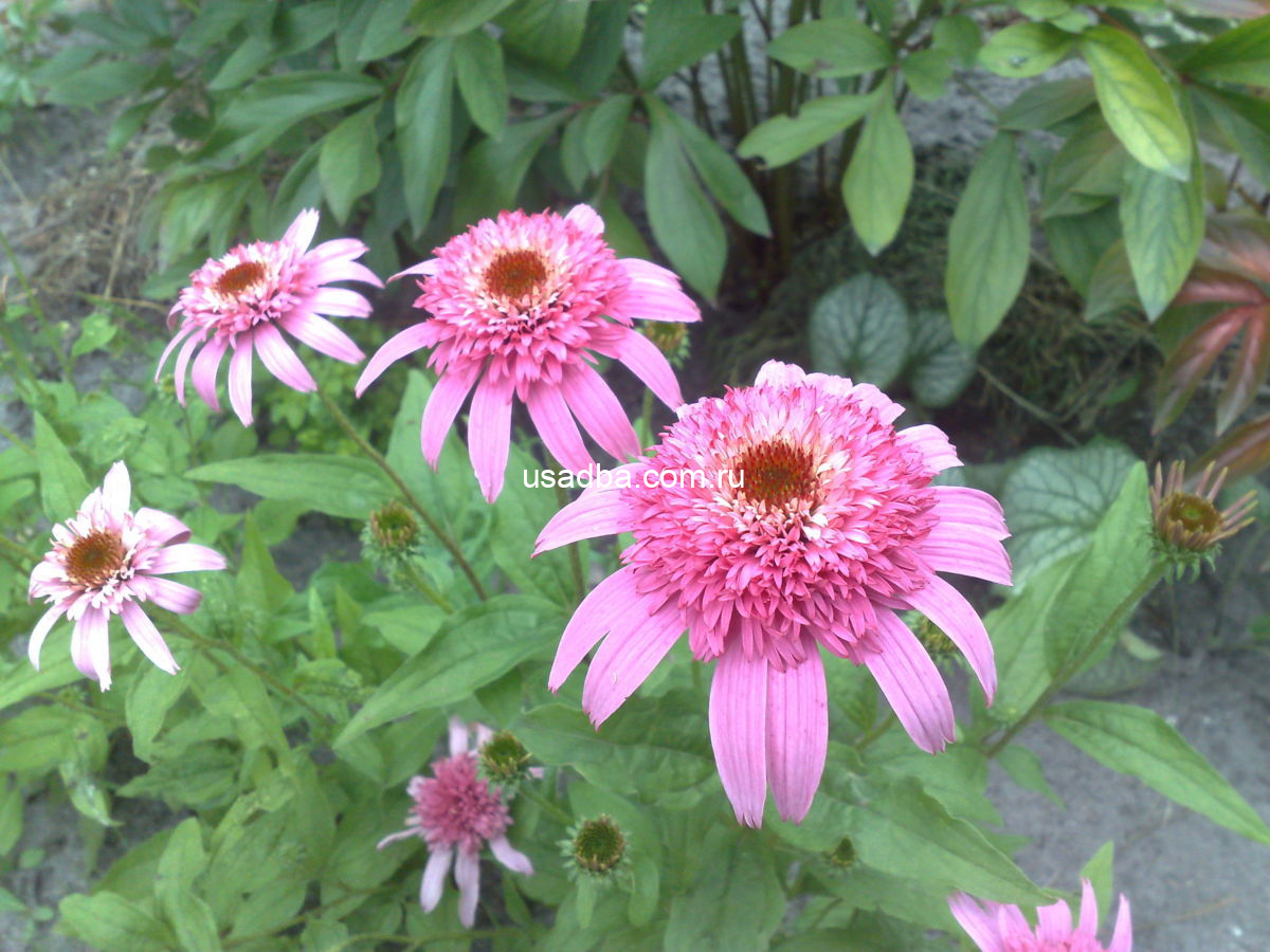Эхинацея махровая Баттерфляй Киссес