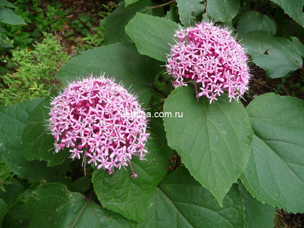 Клеродендрум Бунге — изображение 2