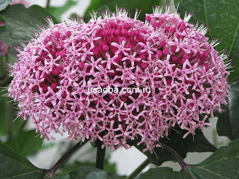 Клеродендрум Бунге