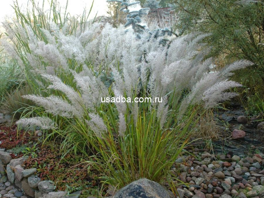 Вейник коротковолосистый