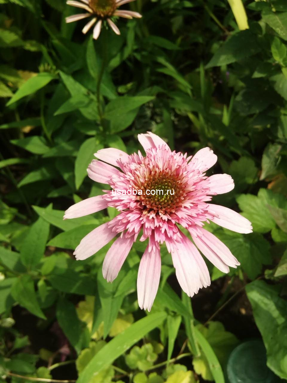 Эхинацея махровая Баттерфляй Киссес — изображение 2