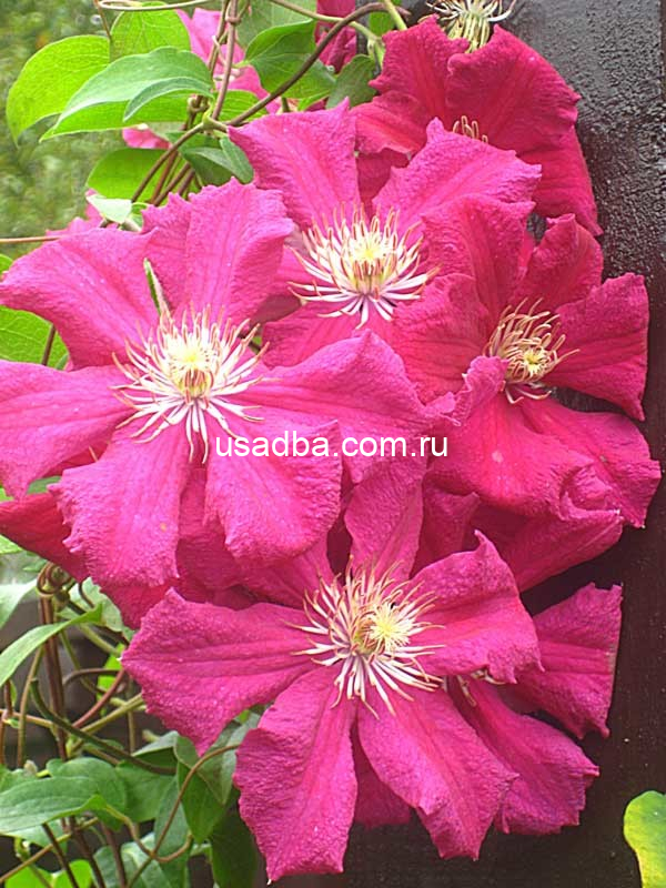 Клематис Эрнест Маркхем