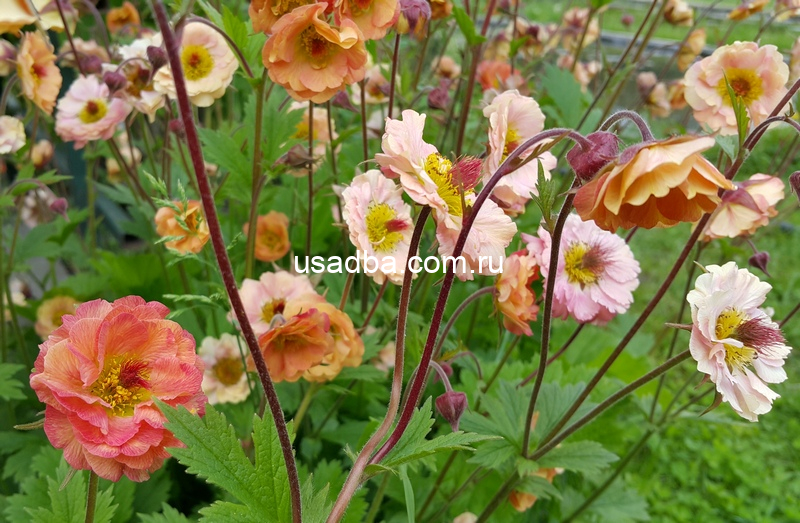 Гравилат Май Тай — изображение 2