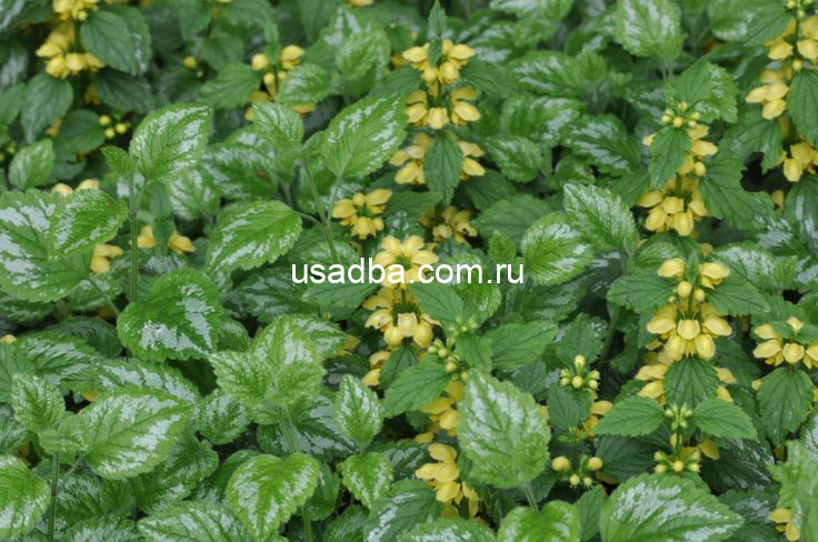 Зеленчук — изображение 2